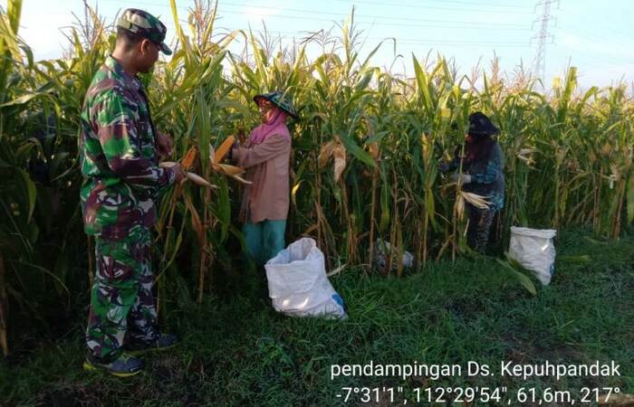 Wujudkan Ketahanan Pangan Koramil 0815/13 Kutorejo Bantu Petani Panen Jagung Di Tiga Lokasi