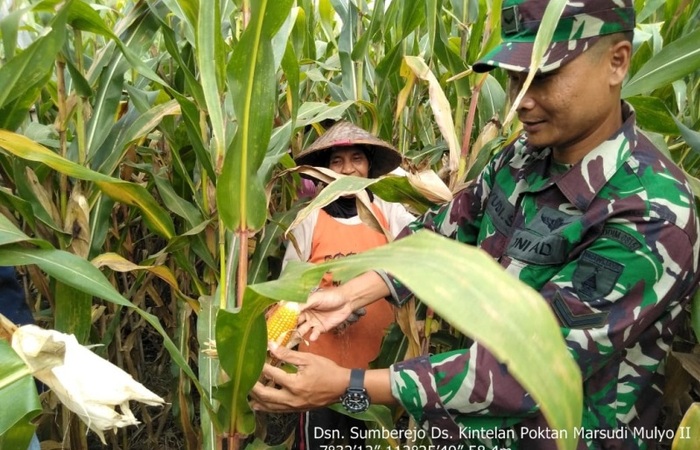 Babinsa Kintelan - Plososari Koramil Puri Bantu Petani Panen Jagung