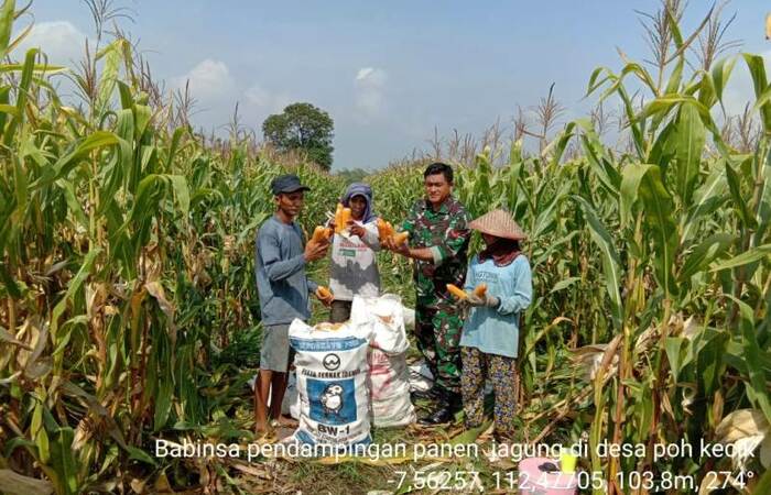 Babinsa Pohkecik Koramil 0815/14 Dlanggu Bantu Petani Panen Jagung