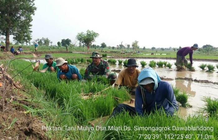 Babinsa Koramil 0815/08 Dawarblandong Bantu Petani Pengolahan Lahan &amp; Tanam Padi