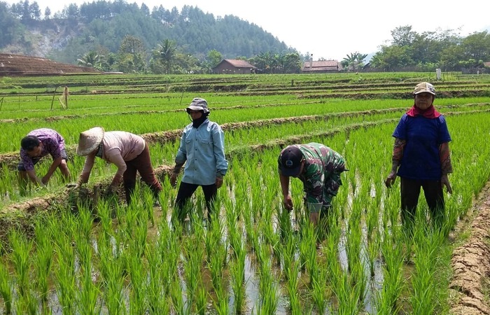 Meremangnya Sebutan Indonesia Agraris