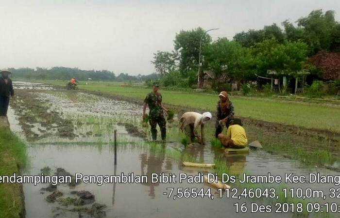 Babinsa Jrambe Koramil 0815/14 Dlanggu Bantu Petani Pindah Tanam