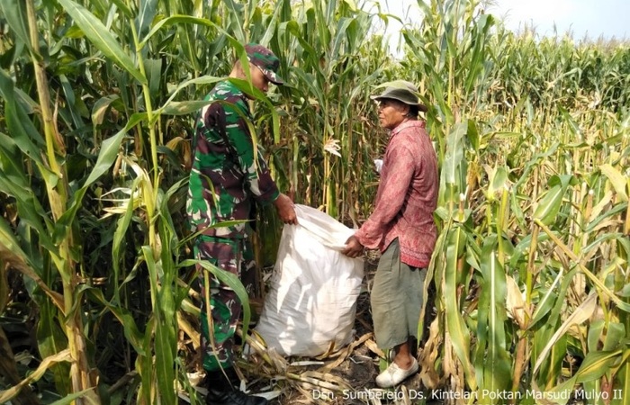 Poktan Marsudi Mulyo-2 Sambut Gembira Panen Jagung