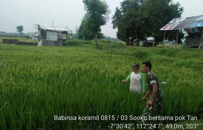 Bersama Petani Babinsa Koramil 0815/03 Sooko Lakukan Deteksi Hama Tanaman Padi