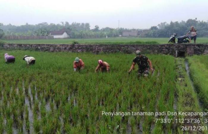 Bersama Petani Babinsa Koramil 0815/12 Ngoro Bersihkan Gulma Tanaman Padi