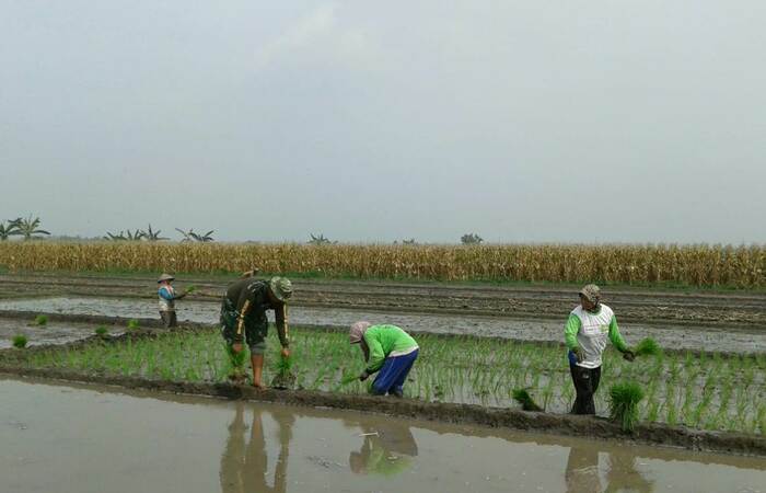 Percepatan Tanam Babinsa Koramil 0815/04 Puri Dampingi Petani Di Tujuh Lokasi