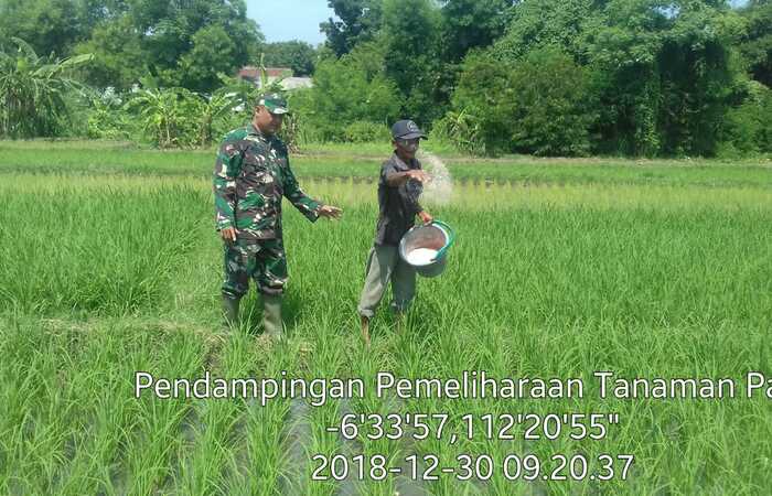 Meski Libur Babinsa Sambilawang Dampingi Petani Pemupukan Tanaman Padi