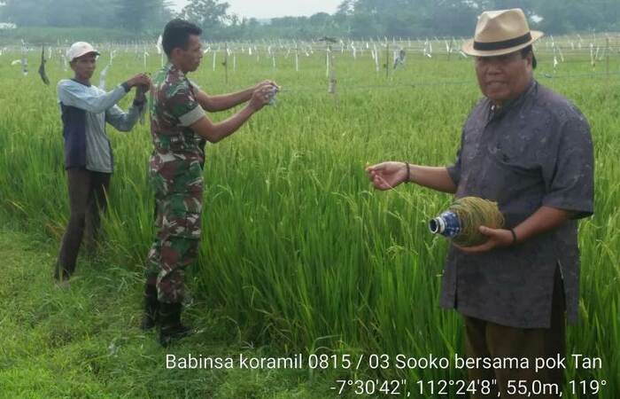 Bersama Petani Babinsa Koramil 0815/03 Sooko Tangkal Serangan Hama Burung