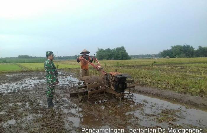 Babinsa Koramil 0815/15 Jatirejo Dampingi Petani Pengolahan Lahan Siap Tanam