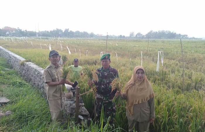 Bersama BPP Babinsa Lengkong Dan Petani Lakukan Pengubinan Padi