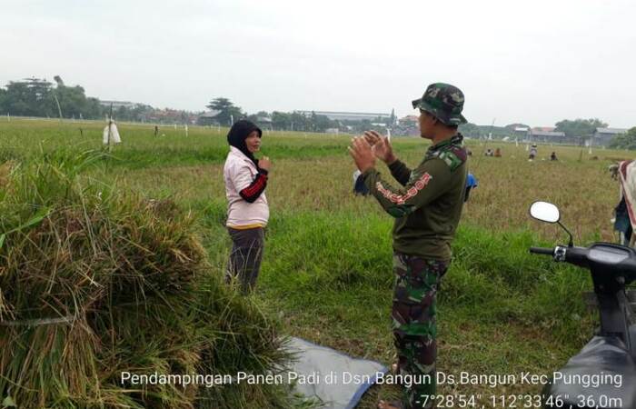 Babinsa Koramil 0815/11 Pungging Kawal Petani Panen Padi