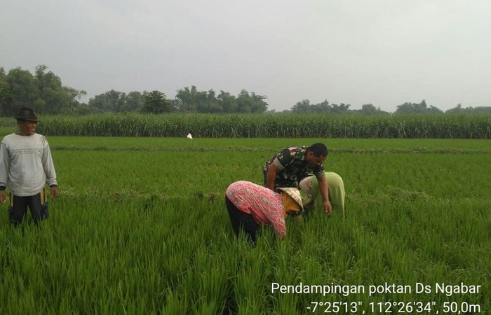 Kawal Ketersediaan Pangan Koramil 0815/07 Jetis Dampingi Petani