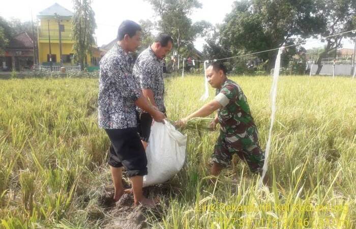 Koramil 0815/19 Magersari Bersama PPL Kawal Pengubinan Padi