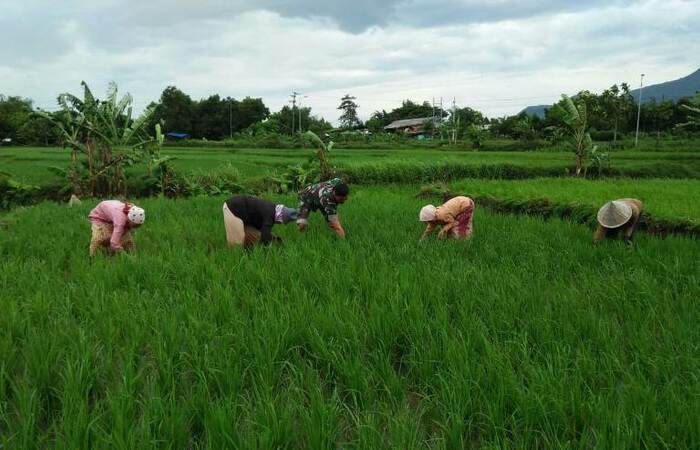 Wujudkan Ketersediaan Pangan Babinsa Kutogirang Dampingi Petani Rawat Tanaman Padi