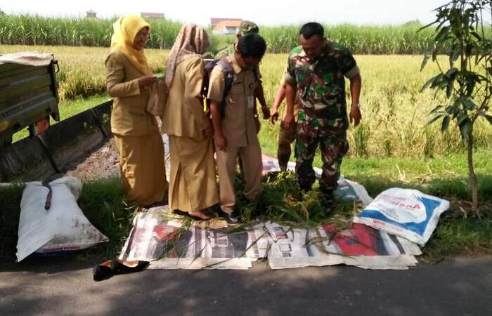 Babinsa Koramil 0815/01 Pralon Kawal Petani Pengubinan Dan Panen Padi