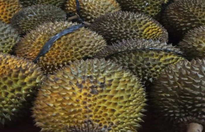 Berburu Durian Ngropoh di Desa Ngropoh, Temanggung,Jawa Tengah 