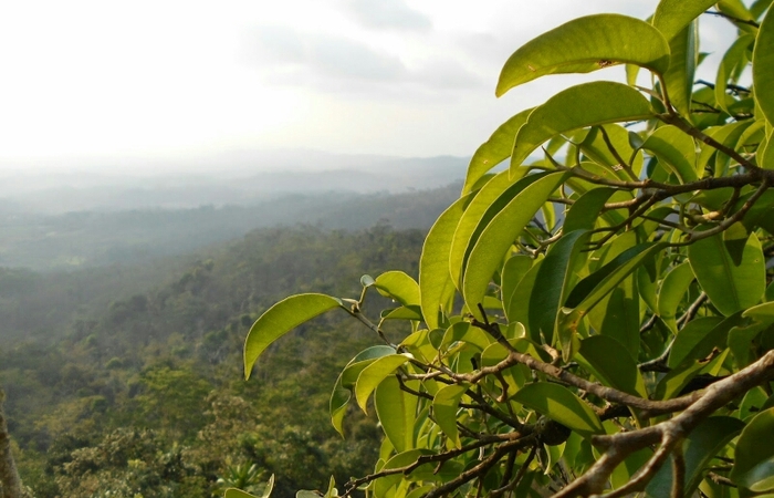 Gunung Watu Payung ,Spot Wisata Kekinian di Temanggung yang Ngehits