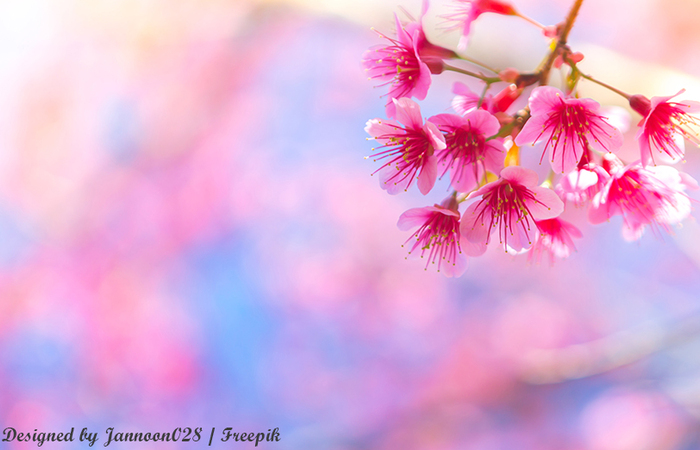 Aturan dan Larangan saat Melihat Bunga Sakura di Jepang