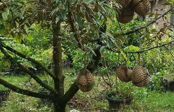  Manfaat dan Khasiat Buah Durian 