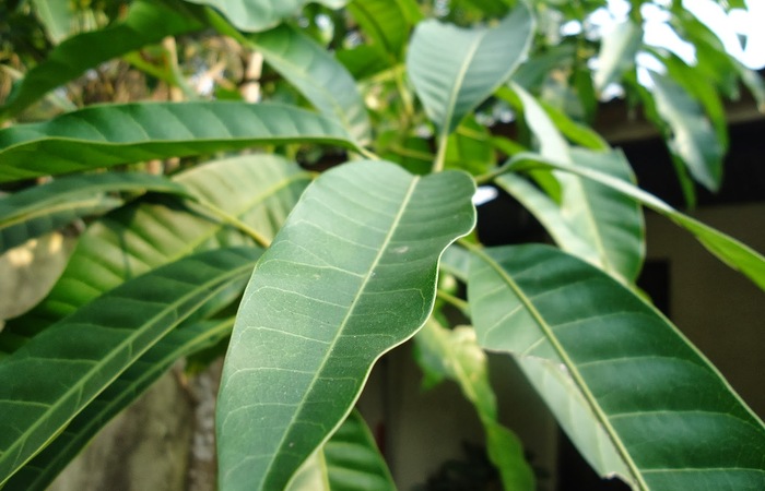 Sehat dengan Mengkonsumsi daun Mangga 