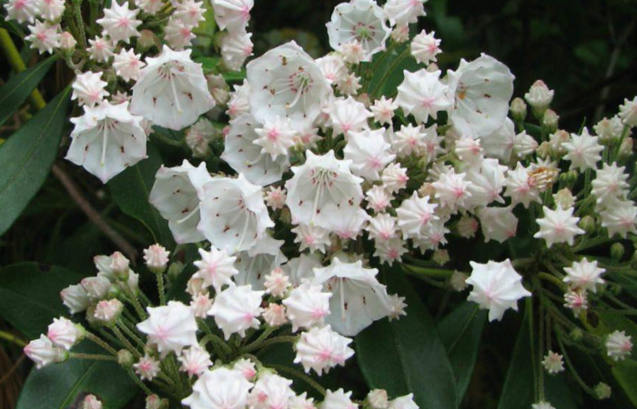 Kenalkan Kepada Para Ibu Rumah Tangga, Ragam Bunga Berwarna Putih Tercantik untuk Dekorasi Halaman Rumah