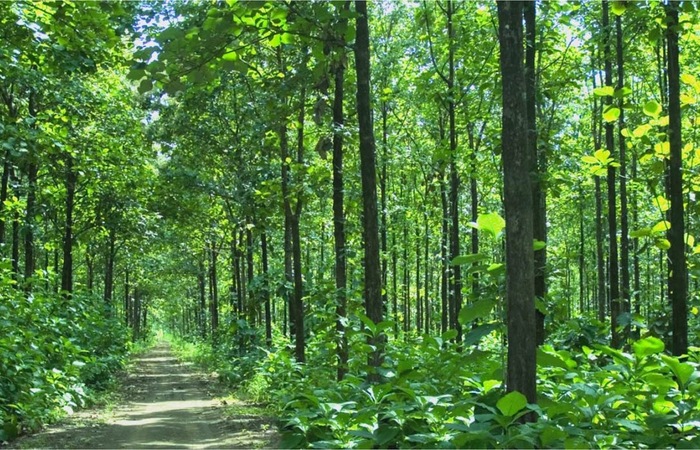 Bioma hutan gugur dapat ditemukan di wilayah dengan iklim sedang, sehingga hutan gugur akan ditemukan di negara