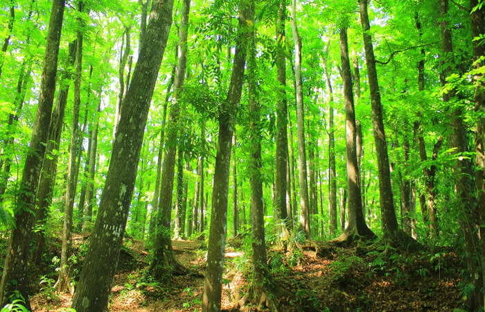 Kehidupan dan Pembangunan akan Berjalan Harmonis Tergantung dari Fungsi Hutan Lindung ini