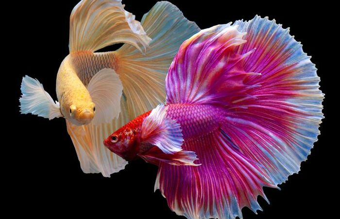 15 Jenis Ikan Cupang Tercantik Ddi Indonesia Bisa Anda Pelihara dalam Aquarium Pribadi