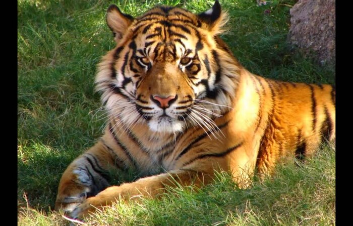 Langkah yang Dilakukan Pemerintah Guna Mencegah Punahnya Harimau Sumatera 