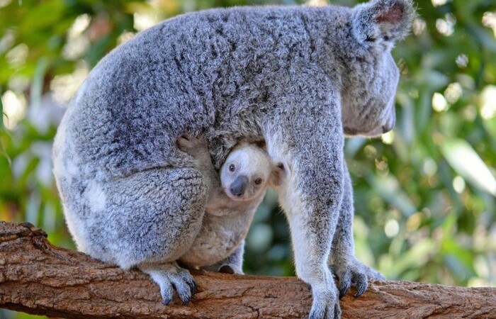 Mengenal Ragam Fauna dari Australia yang Terkenal