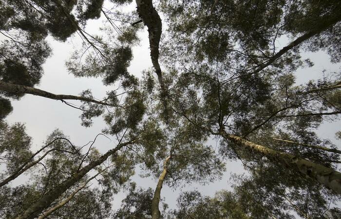 Mengenal dan Mengetahui Flora Khas dari Australia 