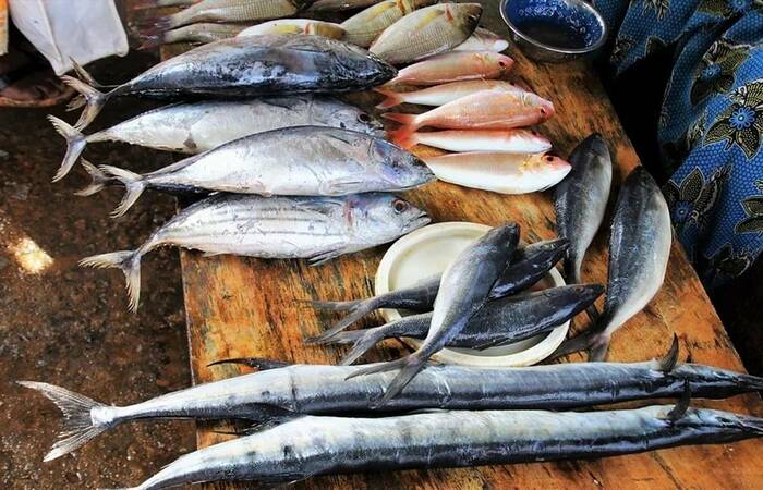 Empedu Ikan Haruan Menyimpan Banyak Manfaat untuk Kesehatan 