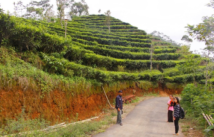 Liburan Seru ke Wisata Kebun Teh Teralami di Indonesia