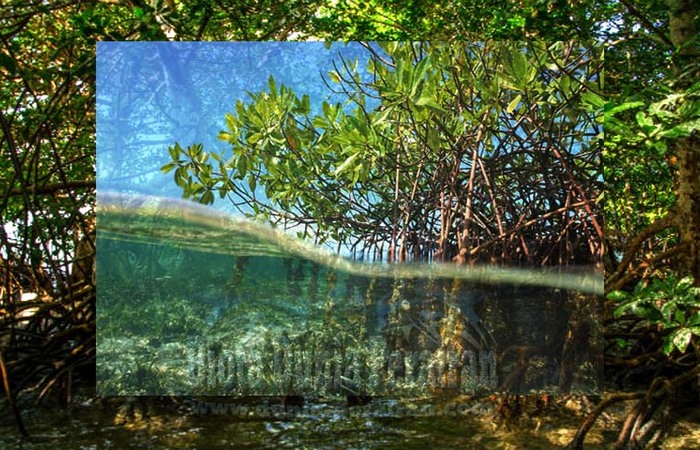 Langkah yang Dilakukan Guna Melestarikan Hutan Mangrove di Indonesia 