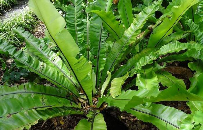 Tumbuhan Unik yang Hidup di Hutan Hujan Tropis 