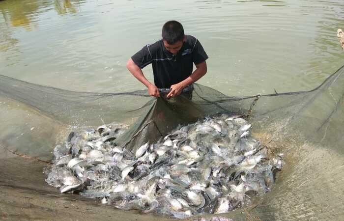 Ikan Nila Kaya Nutrisi yang Bermanfaat untuk Menjaga Kesehatan Tubuh 