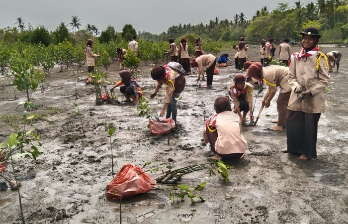 Implementasikan Dasa Darma, Anggota Pramuka Tanam Mangrove di Pesisir Pantai