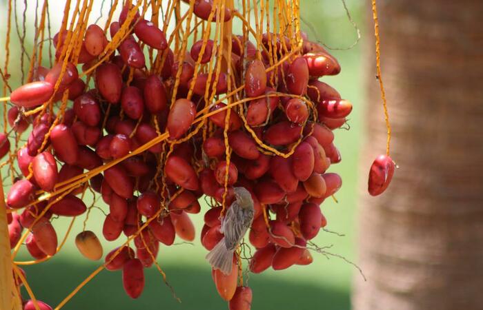 Kurma dan Manfaat Vitalnya untuk Lambung