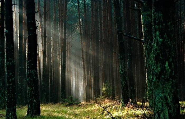 Keberadaan Hutan Di Dunia dan Jenisnya 