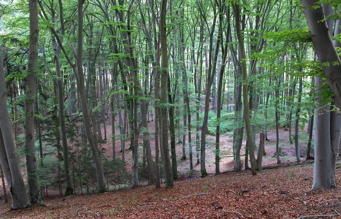 Mengenal Secara Singkat Pengetahuan Umum tentang Bioma Hutan Gugur 