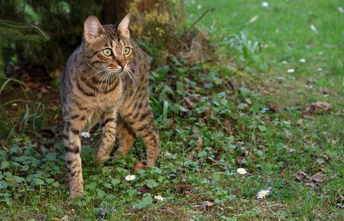 Tips Yang Perlu Diperhatikan untuk Merawat Kucing Hutan 