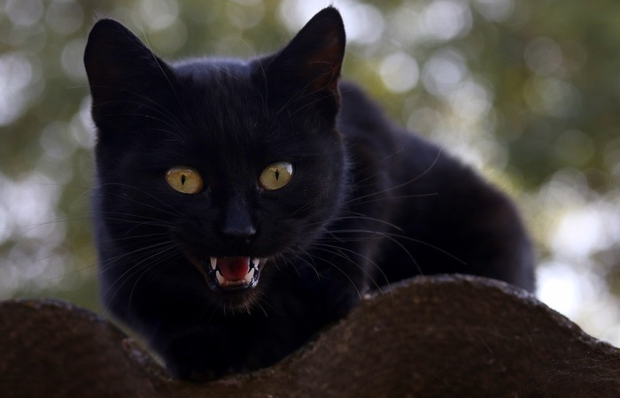 Kucing Hitam Dilarang Dipelihara di Indonesia 