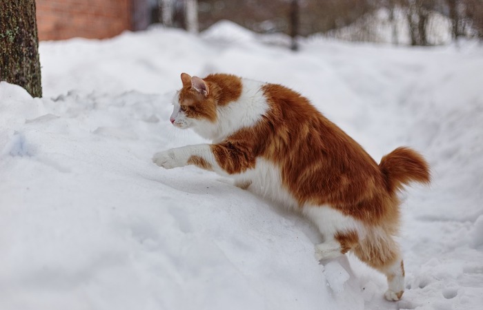 Kucing Kurilian Bobtail Asal Rusia yang Menggemaskan