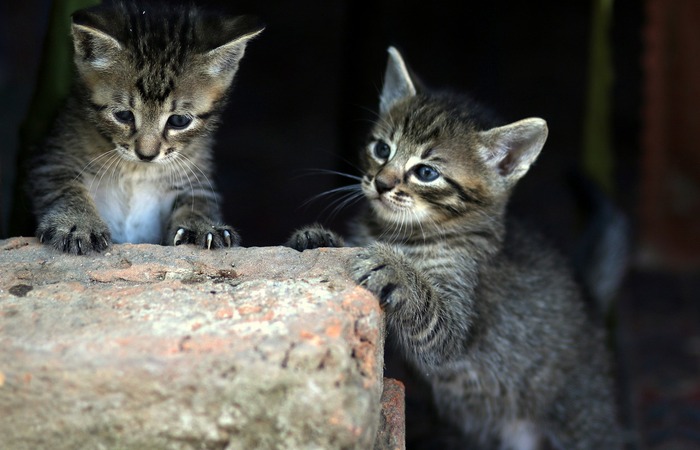 Hati-Hati! Penyakit Zoonosis dapat Ditularkan oleh Kucing Peliharaan