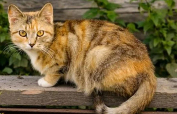 Perkawinan Silang Kucing Ras dengan Kucing Kampung Menghasilkan Keturunan yang Unik 