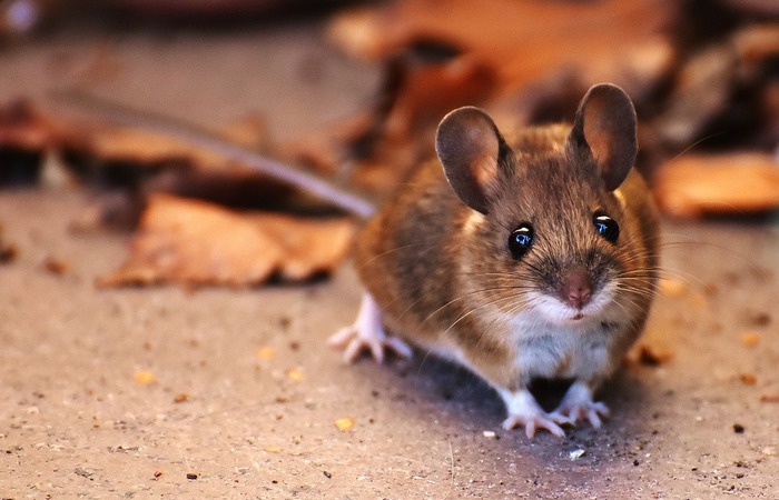 Tips Ampuh Mengusir Hama Tikus, Kecoak, Lalat dan Nyamuk Dengan Gula