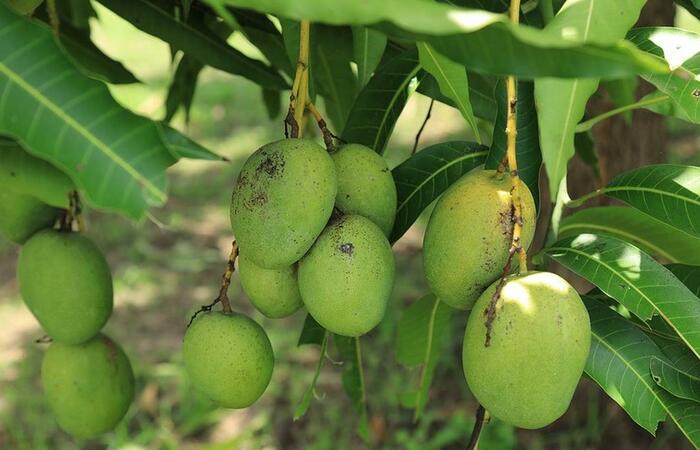 Tips Membuat Pohon Mangga di Halaman Berbuah Lebat 