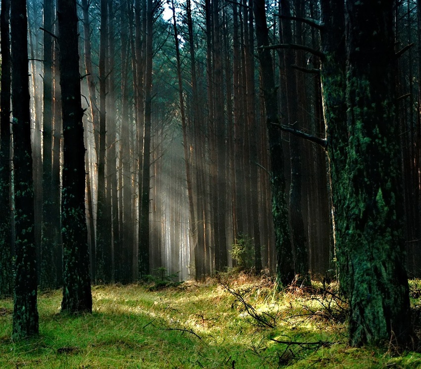 Keberadaan Hutan Di Dunia Dan Jenisnya Article Plimbi Social
